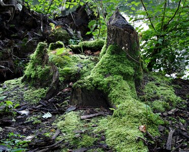 Root old tree burs photo