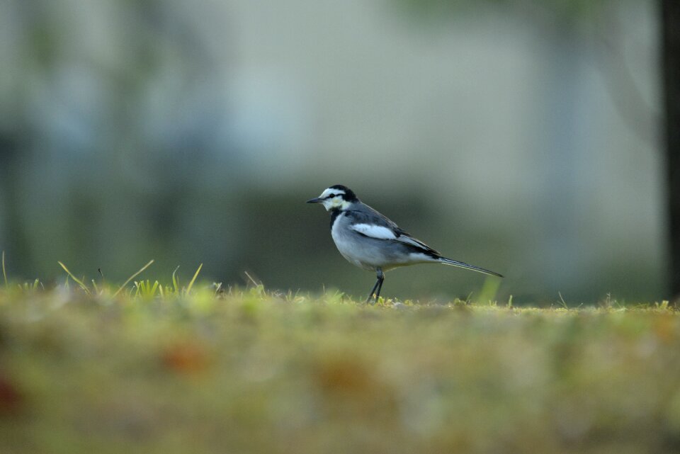 Natural animal outdoors