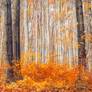 Autumn mood trees forest photo