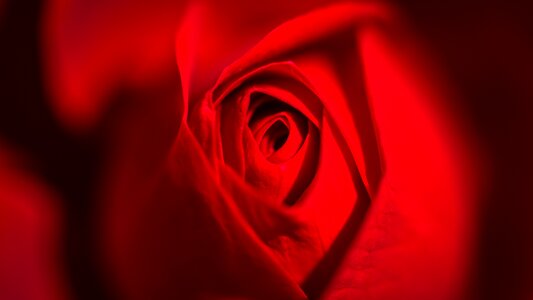 Art rose red photo