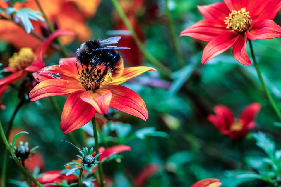 Garden flower summer flower summer
