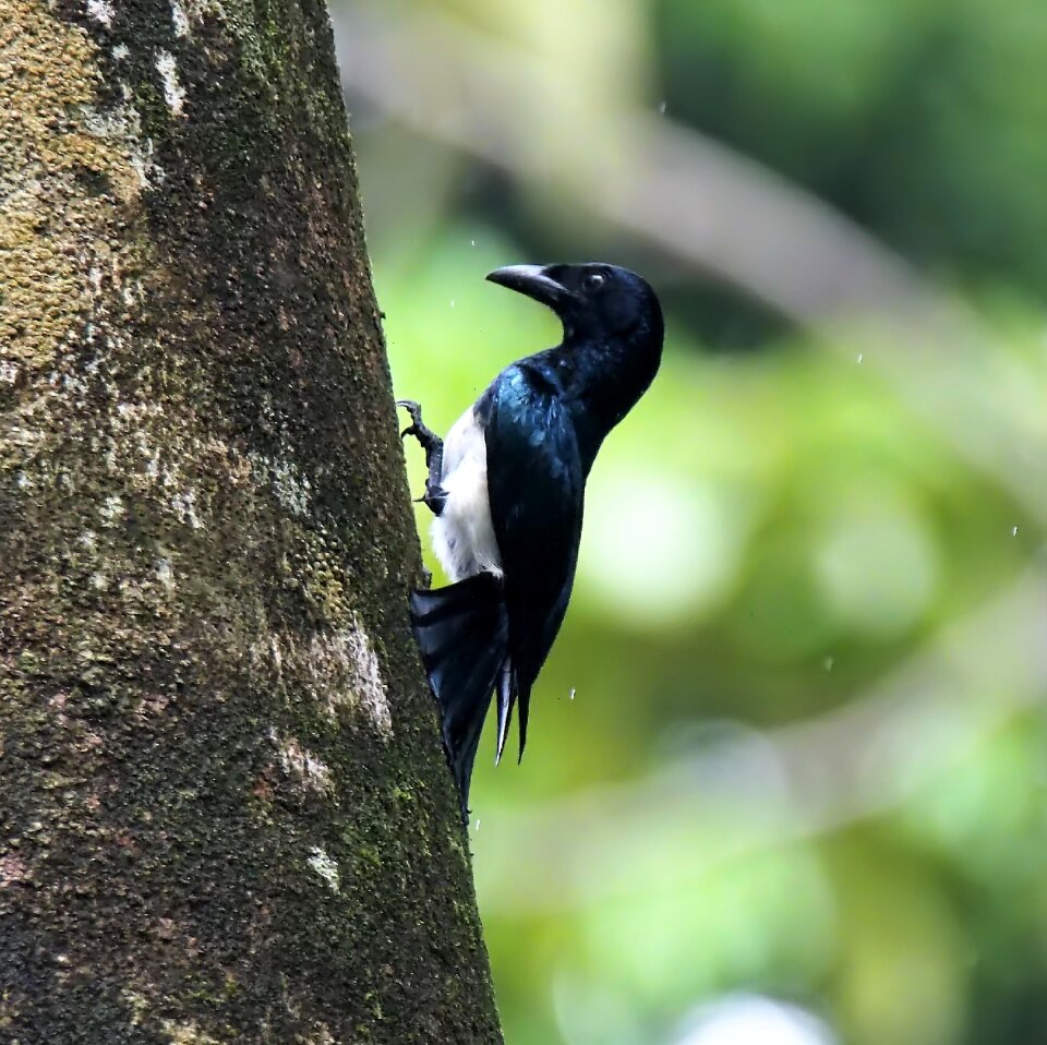 Outdoors tree animal