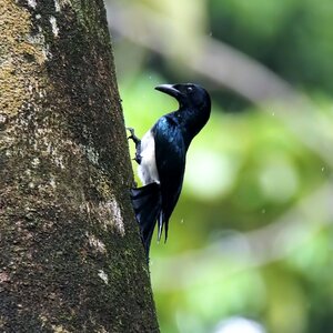 Outdoors tree animal