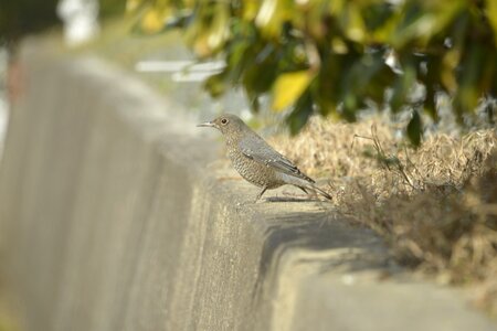 Outdoors wild animals bird