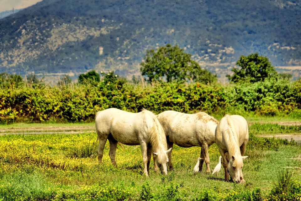 Grass meadow nature