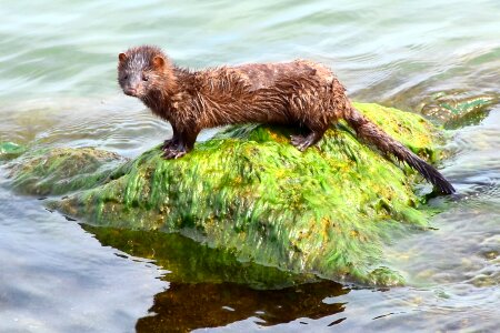 American mink aquatic animal lake erie