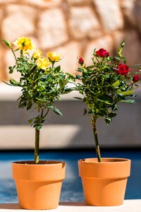 Flowerpot rose yellow rose