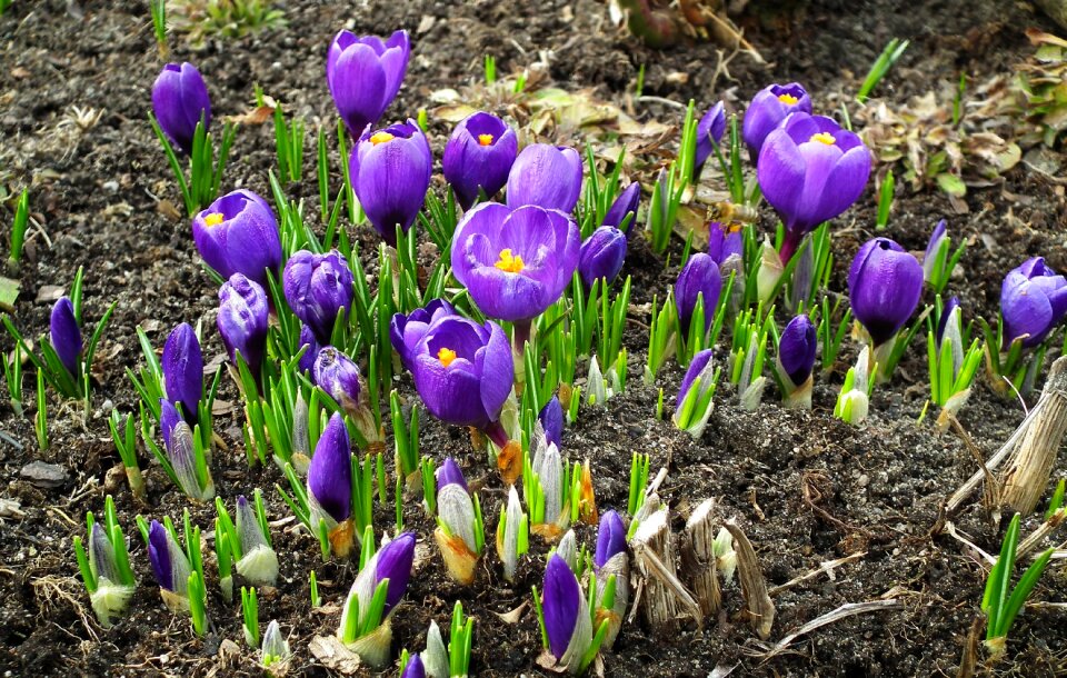Nature plant easter