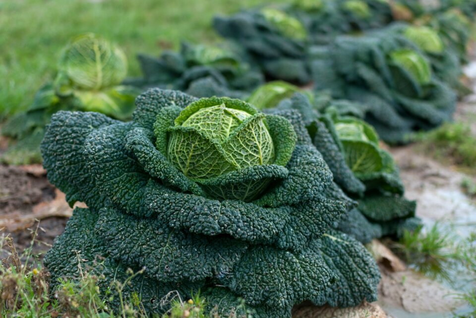 Leaf outdoor cabbage