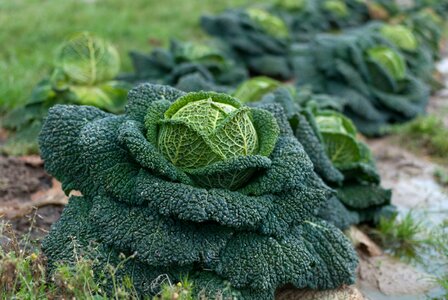 Leaf outdoor cabbage photo