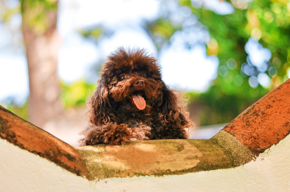 Animal poodle tongue