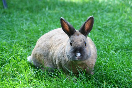 Grass rabbit cute photo