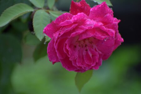 Pink flower droplets rain drops on rose