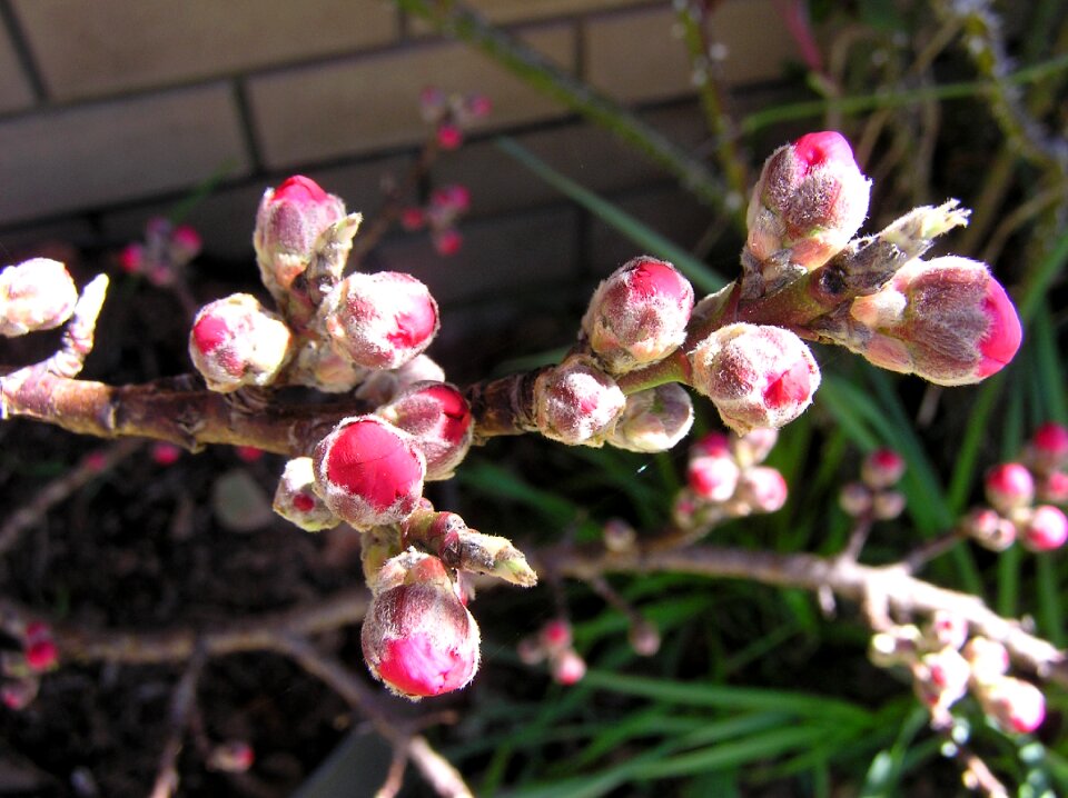 Tree garden nature
