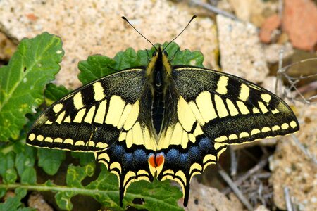 Beauty papilio machaon rhopalocera
