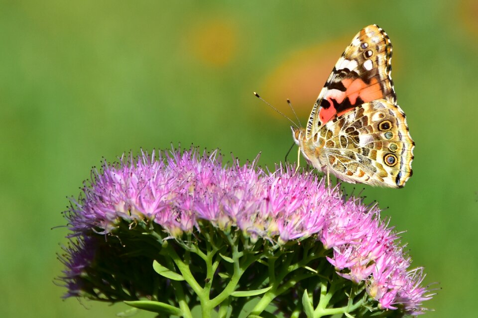 Butterfly flora and fauna nature