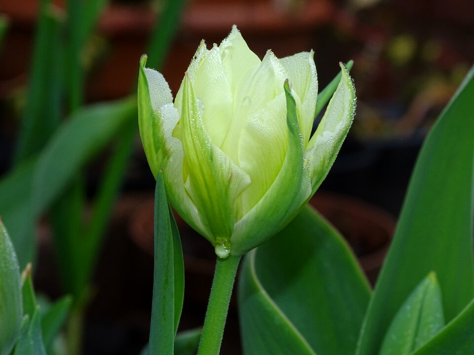 Bloom schnittblume spring
