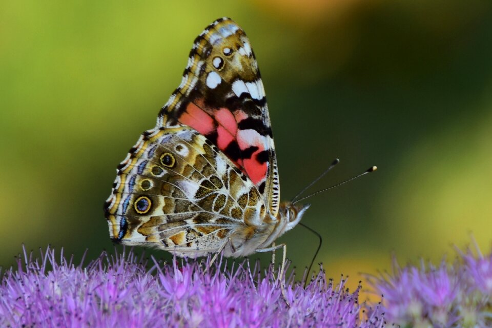 Butterfly flora and fauna nature