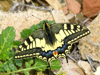 Beauty papilio machaon rhopalocera