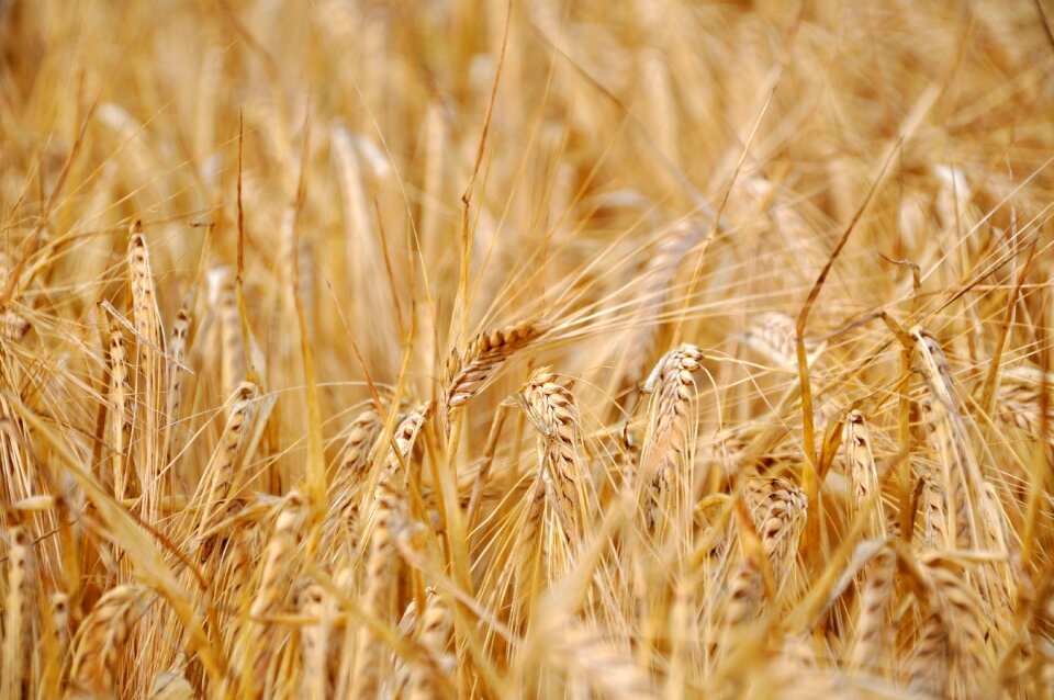 Field landscape nature