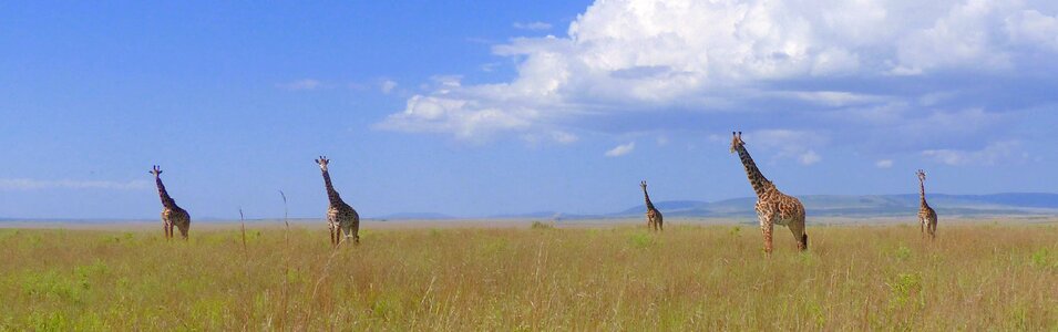 African horizon reach for the sky head in the clouds photo