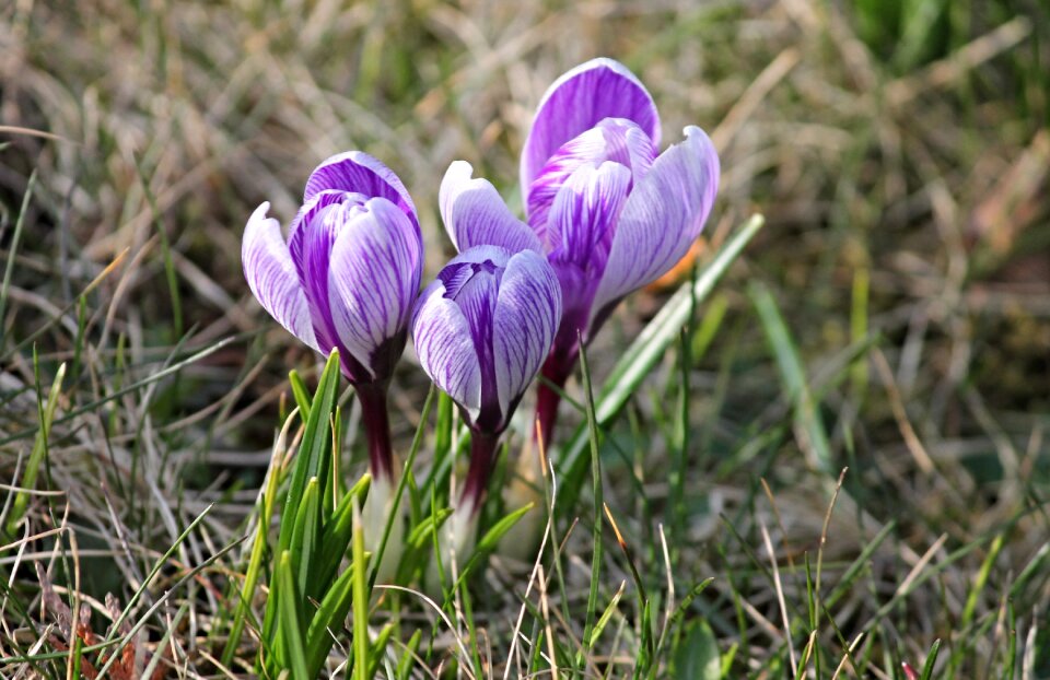 Early bloomer violet yellow
