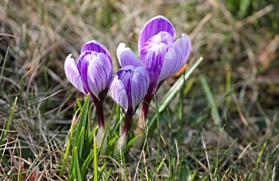 Early bloomer violet yellow photo