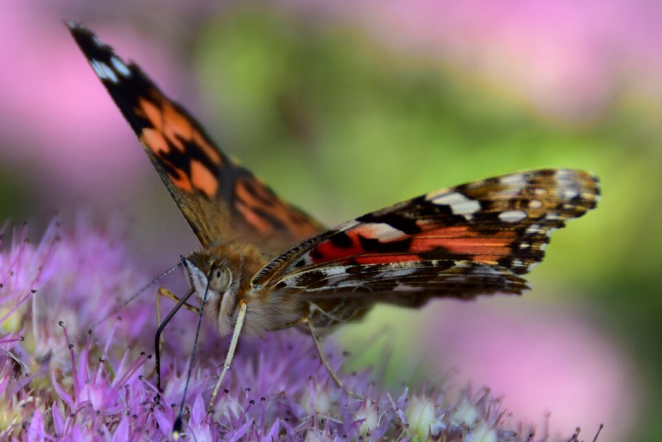 Butterfly flora and fauna nature