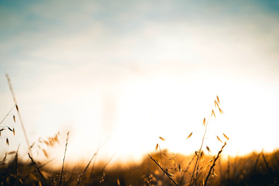 Sunset grass nature