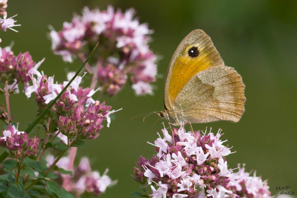 Flower nature wild