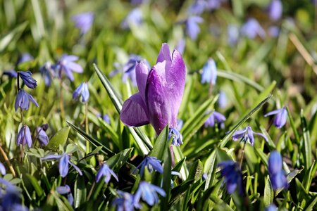 Meadow dog violets lenz photo