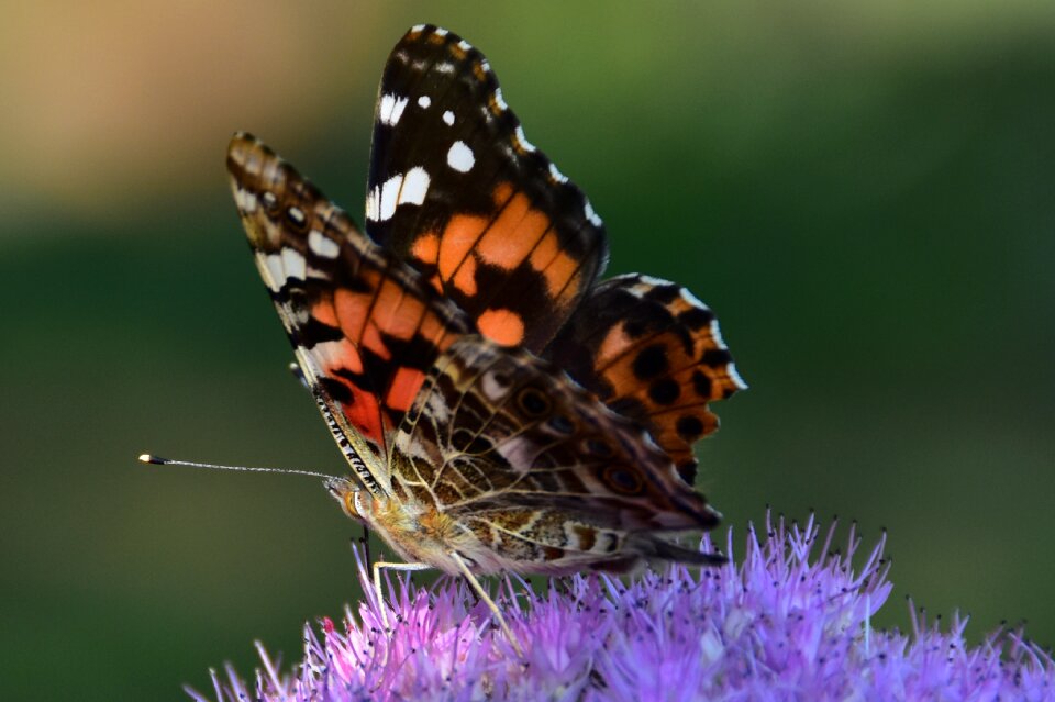 Butterfly flora and fauna nature