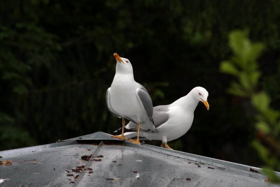 Wing animal gull