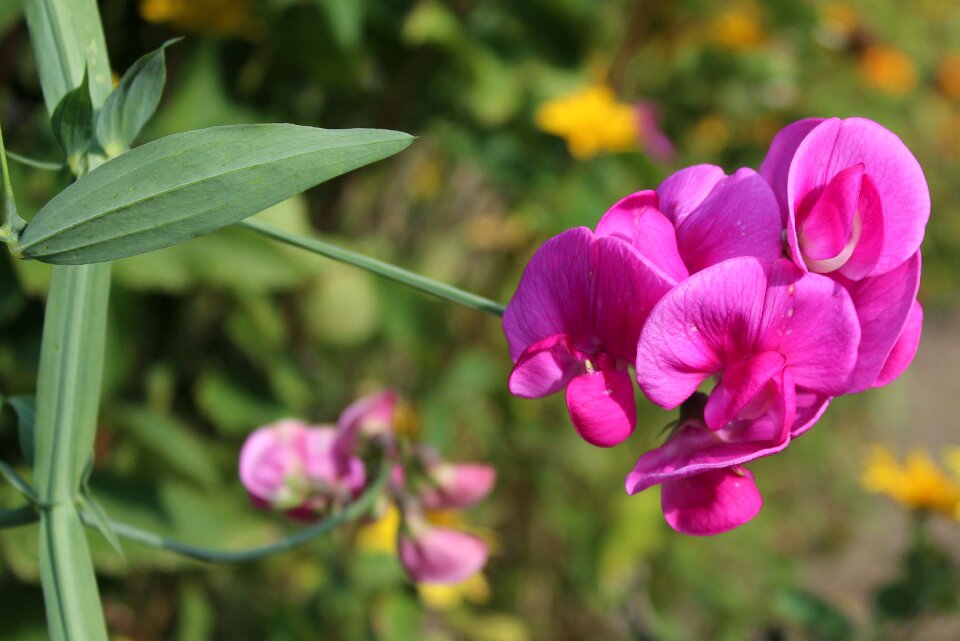 Ornamental plants pink flower nature