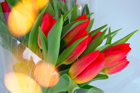 Flower plant easter