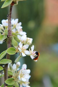Flowers of poirier bee insect