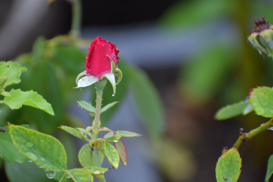 Bud flower plant