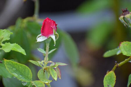 Bud flower plant