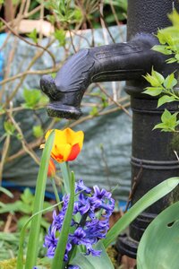 Flower garden tulip spring