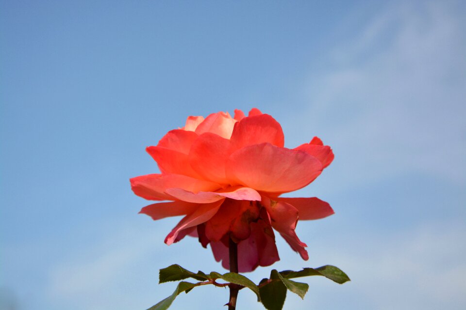 Nature garden rosebush