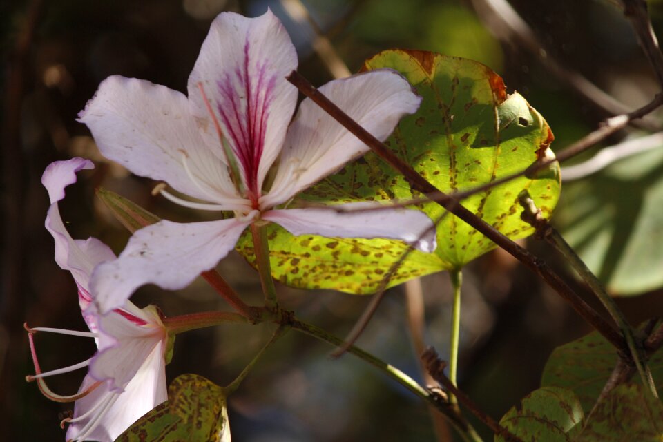 Flower nature life