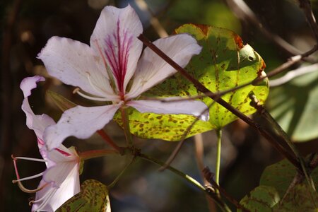 Flower nature life