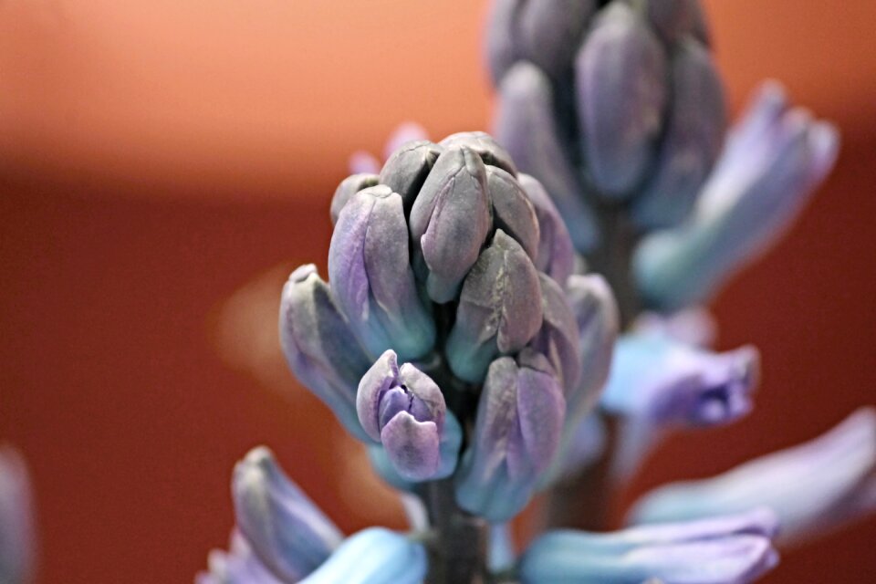 Blossom bloom violet