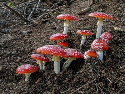 Mushrooms amanitas red photo