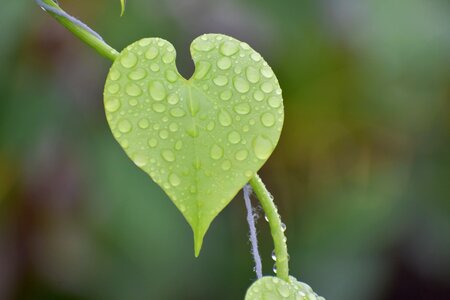 Droplets wet leaf nature
