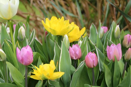 Tulip spring color flowers photo