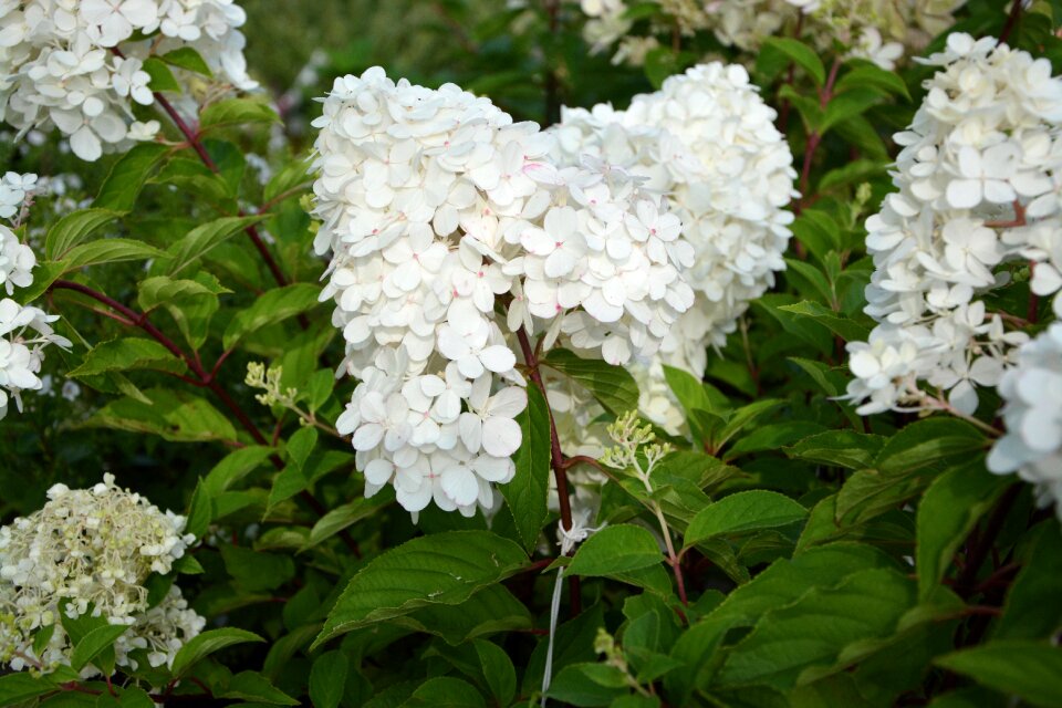 Flower hydrangea paniculata white flowers