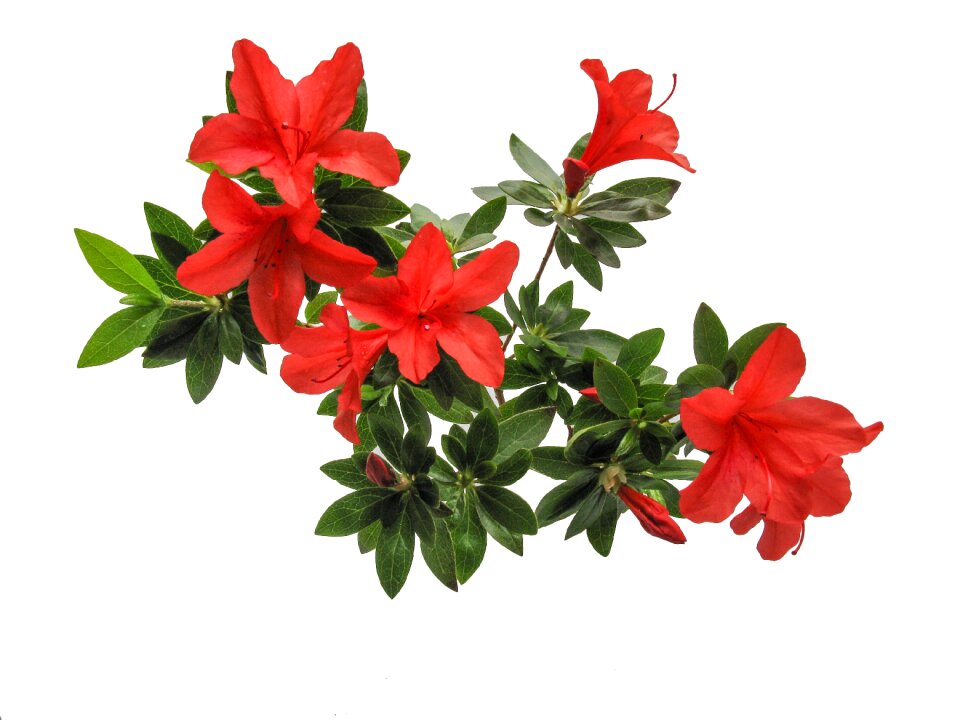 Botany natural blooming