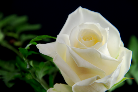 Romance love give