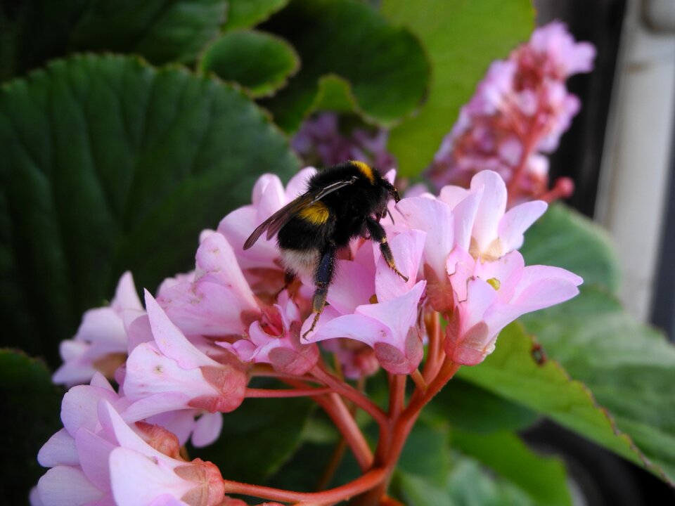 Pink flowers nature macro
